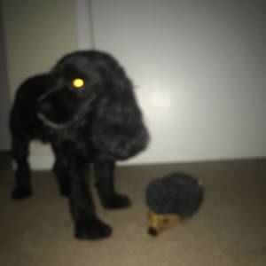 Meet your Posher, David